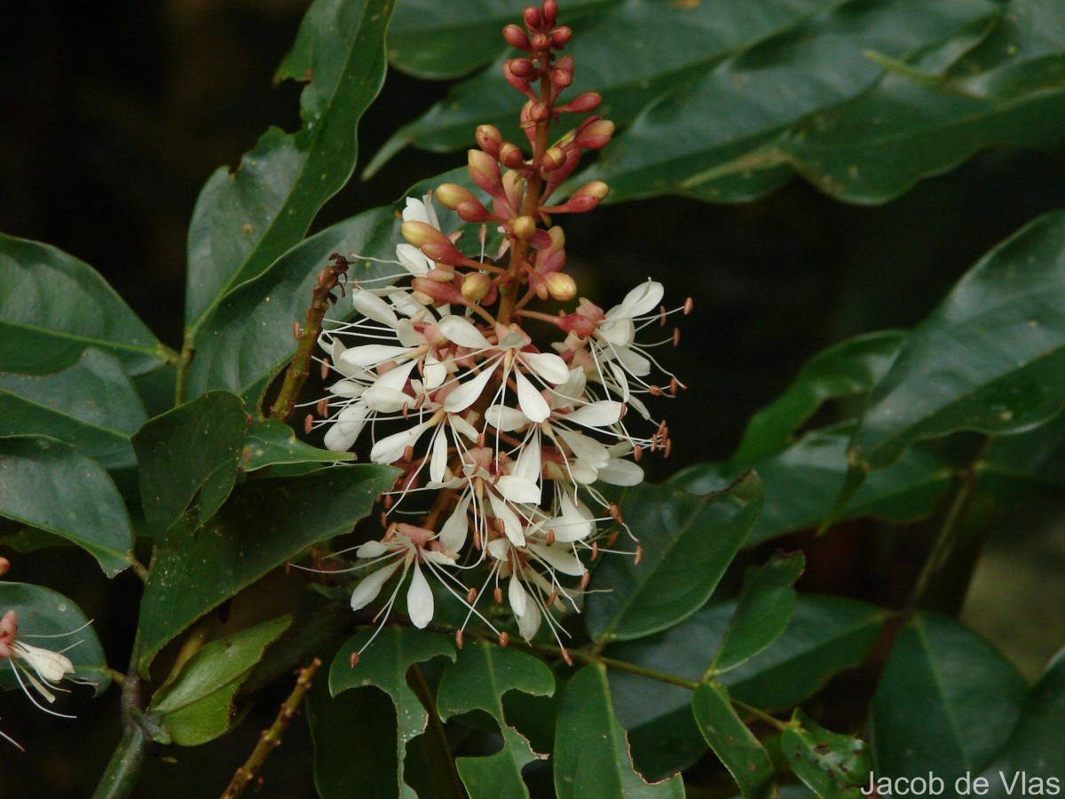 Humboldtia laurifolia Vahl